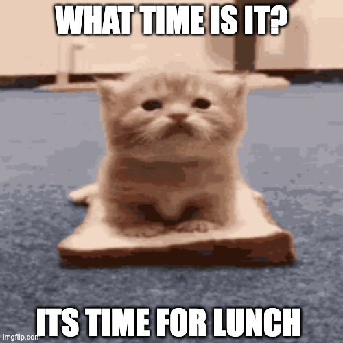 Bubble cats | what time is it? its time for lunch | image tagged in kittens | made w/ Imgflip meme maker
