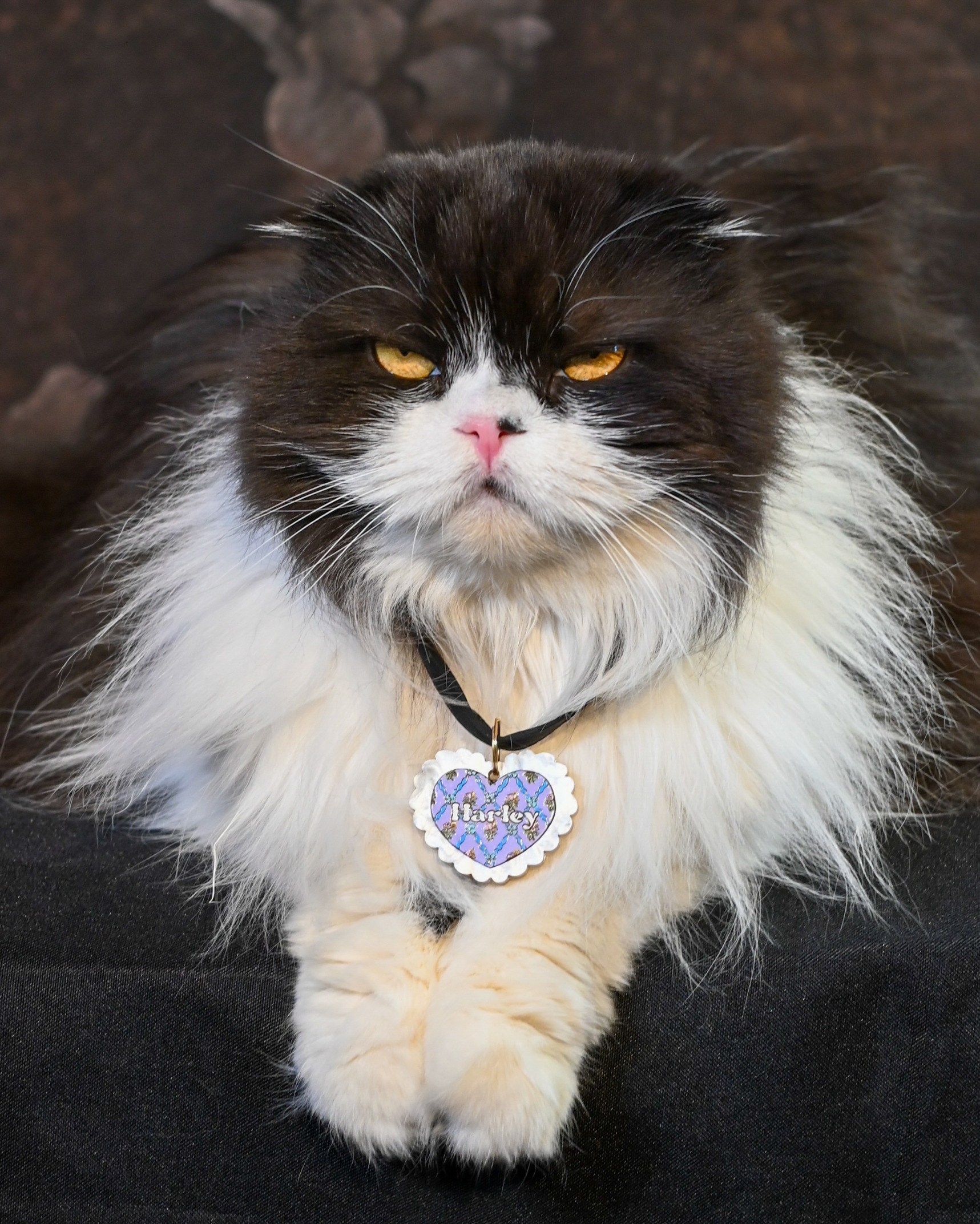 Grumpy cat Blank Meme Template