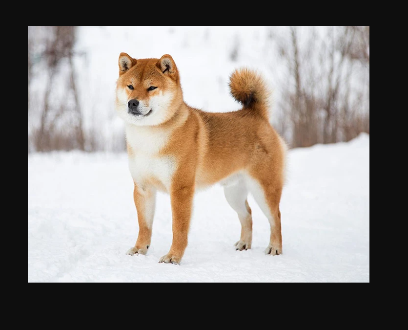 Check it out! Blank Meme Template