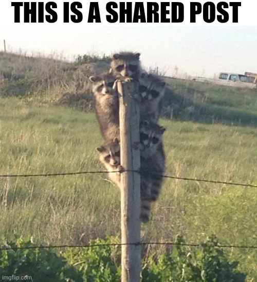 This Is A Shared Post | This is a shared post | image tagged in chrisjoines1 | made w/ Imgflip meme maker