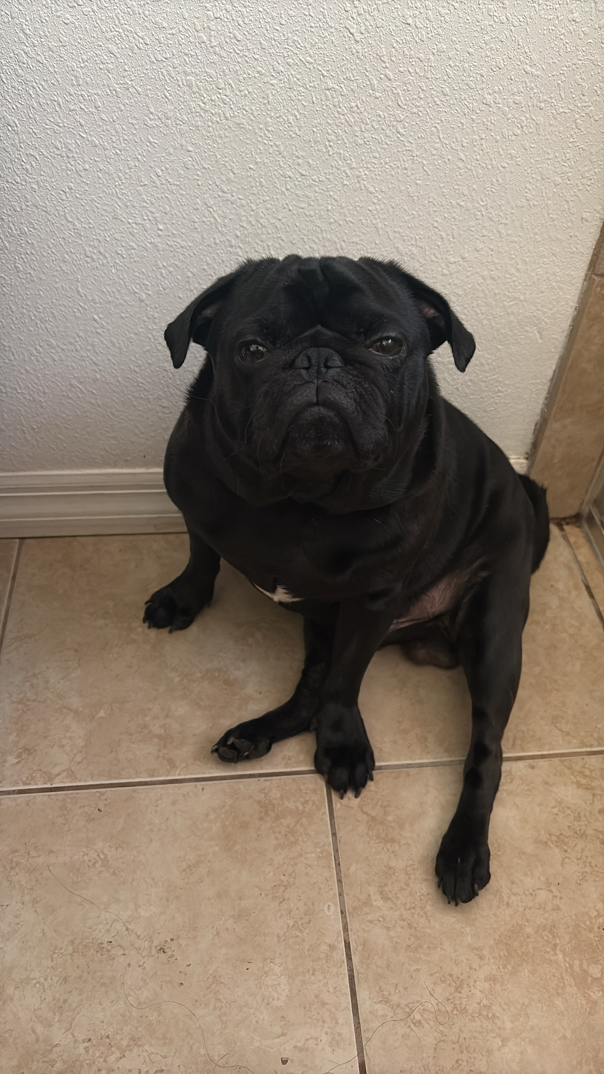 BerryBoo the Pug Blank Meme Template