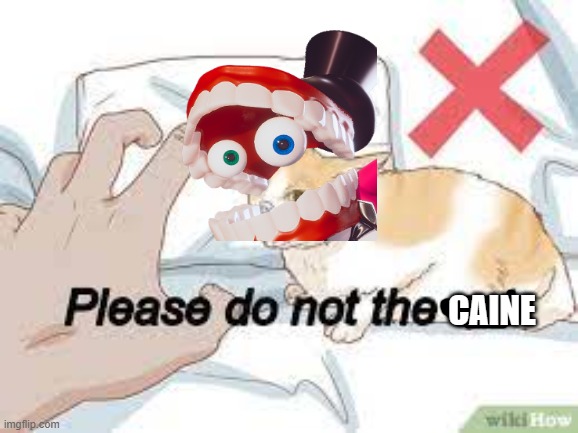 Please do not the cat | Caine | image tagged in please do not the cat | made w/ Imgflip meme maker