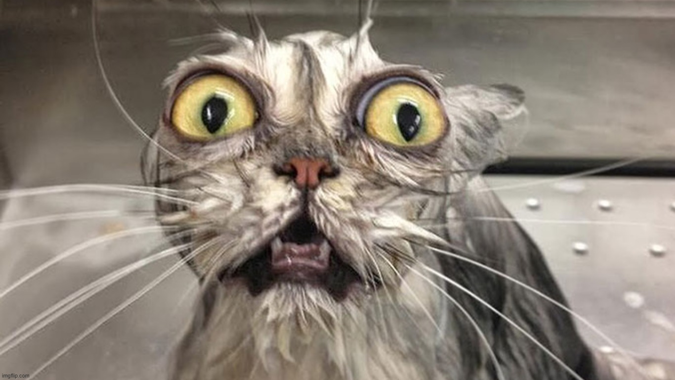 suprised cat | image tagged in suprised cat | made w/ Imgflip meme maker