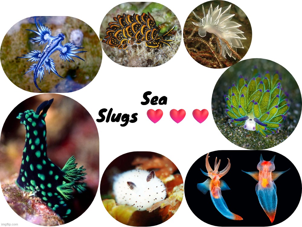 Sea Slugs ❤️❤️❤️ | made w/ Imgflip meme maker