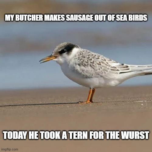 My butcher makes sausage out of sea birds ..... | my butcher makes sausage out of sea birds; today he took a tern for the wurst | image tagged in funny,humor,sausage,butcher,birds,play on words | made w/ Imgflip meme maker