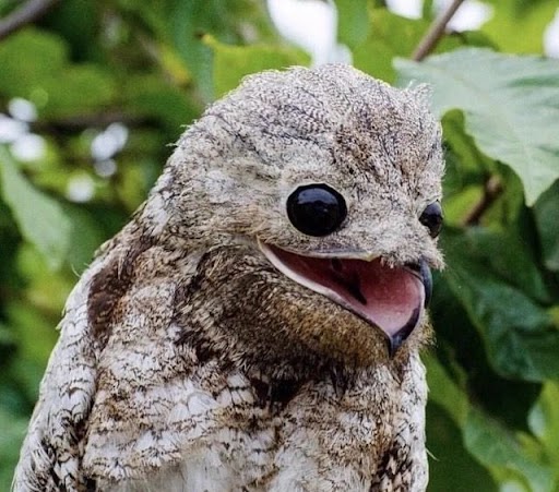Bird Blank Meme Template