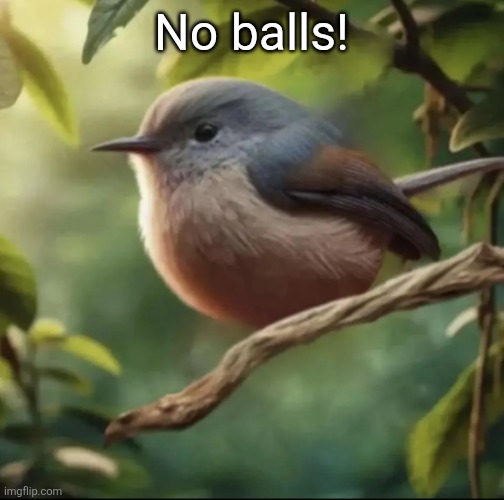 No balls | No balls! | image tagged in no balls | made w/ Imgflip meme maker