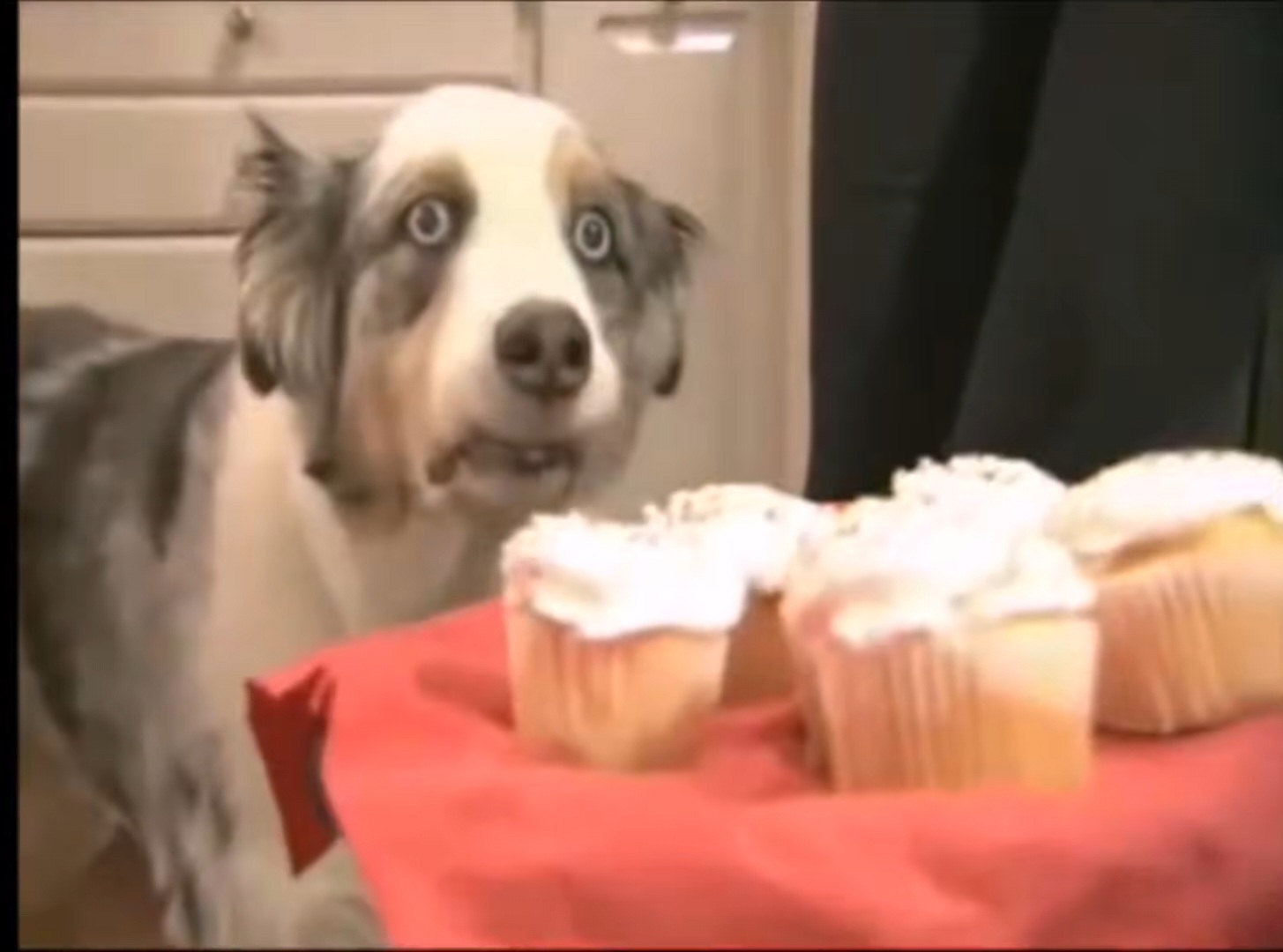 Flashback dog Blank Meme Template