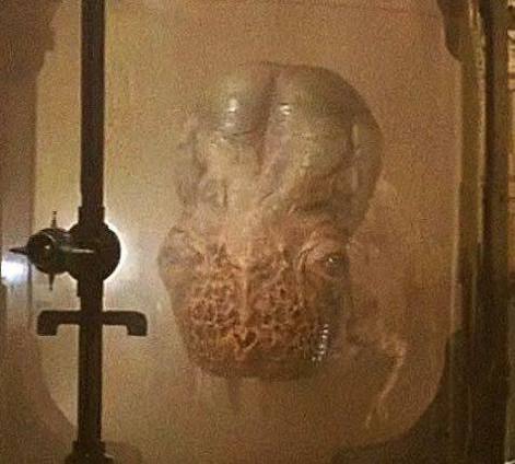 Guild navigator Blank Meme Template
