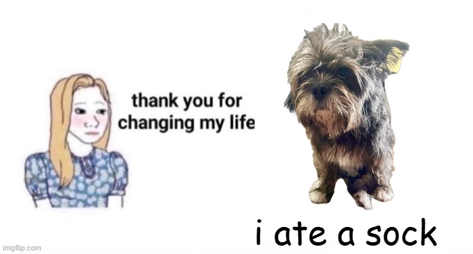he regrets nothing | i ate a sock | image tagged in thank you for changing my life | made w/ Imgflip meme maker