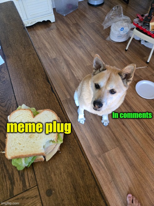 Go upvote em | in comments; meme plug | image tagged in my dog,april fools day,memes,meme plug,plug,upvotes | made w/ Imgflip meme maker