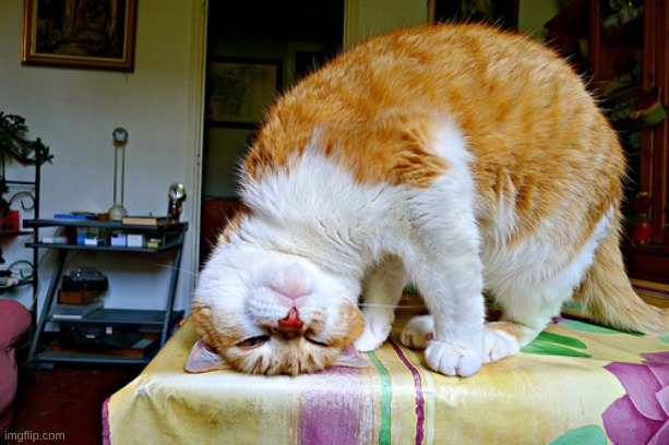 upsidedowncat | image tagged in upsidedowncat | made w/ Imgflip meme maker