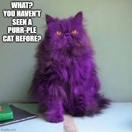 What? You haven't seen a purr-ple cat before? | What? You haven't seen a purr-ple cat before? | image tagged in cat,kittens,funny,humor,purple,play on words | made w/ Imgflip meme maker