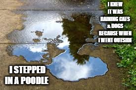 I knew it was raining cats & dogs because I went outside & stepped in a poodle | I knew it was raining cats & dogs because when I went outside; I stepped in a poodle | image tagged in cat,kittens,funny,humor,play on words,dogs | made w/ Imgflip meme maker