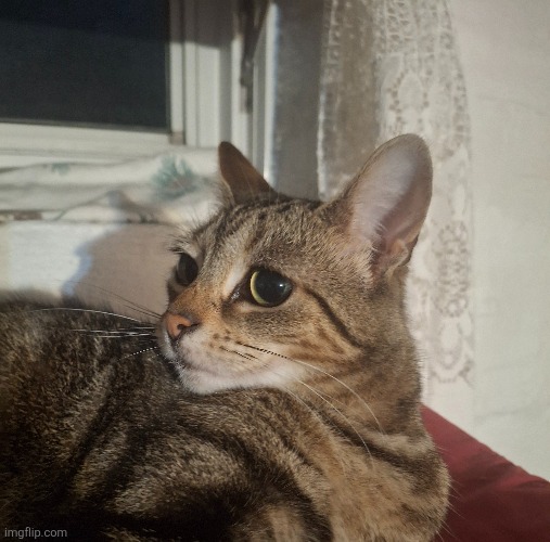 Everyone say hi to waffles | made w/ Imgflip meme maker