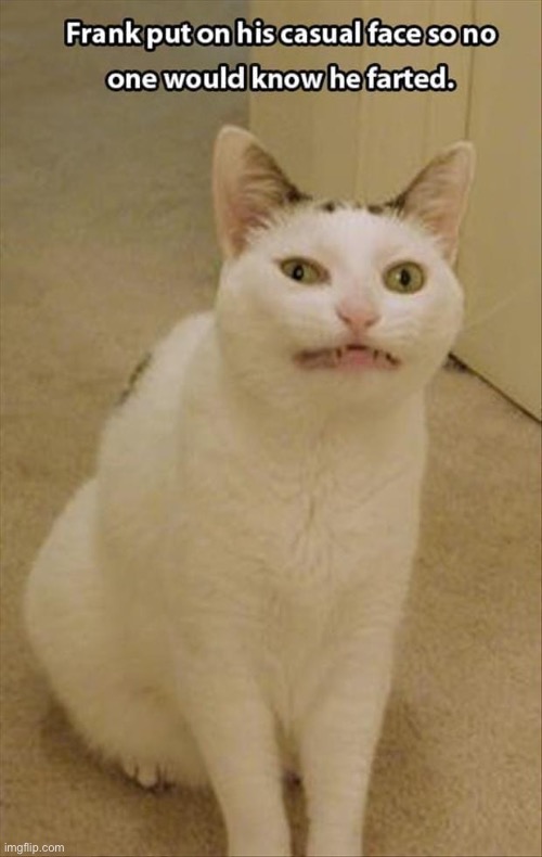 Hide The Fart | image tagged in cats,funny cats,farts,facial expressions,obvious,funny memes | made w/ Imgflip meme maker