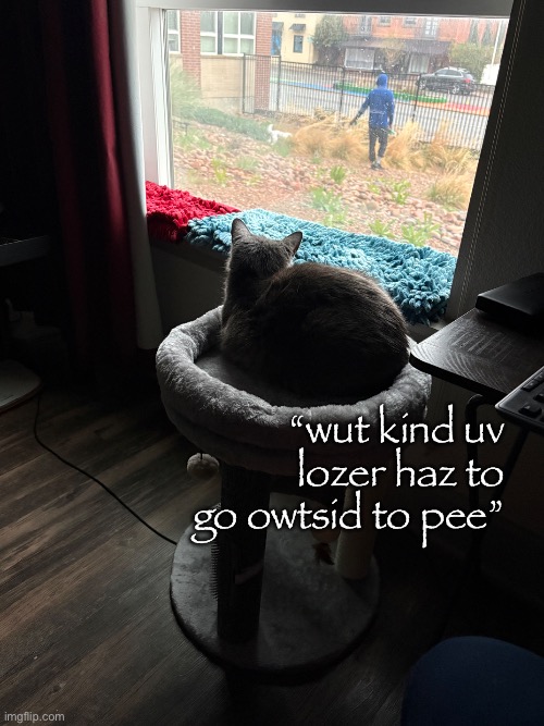Loser | “wut kind uv lozer haz to go owtsid to pee” | image tagged in cat,cats,cat memes,dog,dogs,superior royalty | made w/ Imgflip meme maker