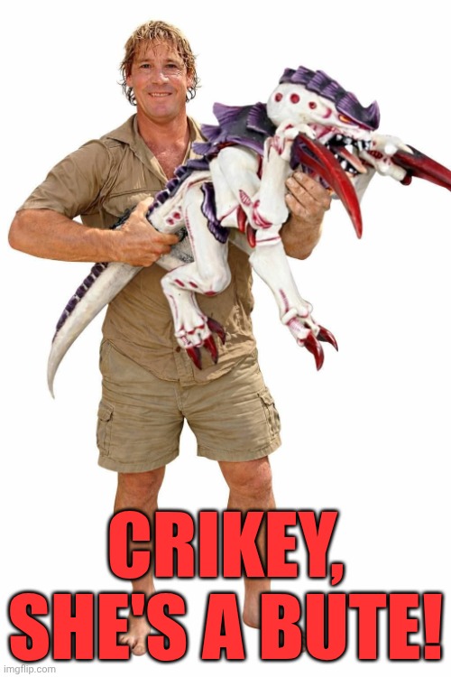 Irwin in 40k | Crikey, she's a bute! | image tagged in steve and the nid,funny memes,warhammer40k,steve irwin | made w/ Imgflip meme maker