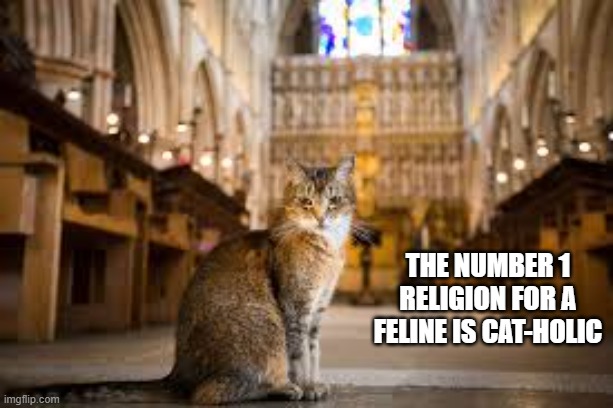 The number 1 religion for cats is being a cat-holic. | the number 1 religion for a feline is cat-holic | image tagged in cat,kittens,funny,humor,religion,catholic | made w/ Imgflip meme maker