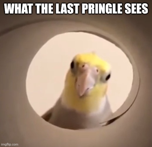 Cockatiel all seeing eye | What the last Pringle sees | image tagged in cockatiel all seeing eye | made w/ Imgflip meme maker