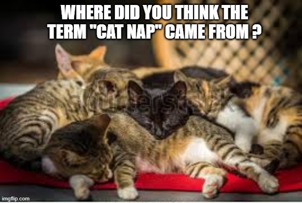 Have you ever wondered where the term "cat nap" came from? | Where did you think the term "cat nap" came from ? | image tagged in cat,kittens,funny,humor,play on words,funny meme | made w/ Imgflip meme maker