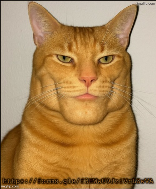florm | https://forms.gle/f3HWwU9JziVrLZwVA | image tagged in chad cat | made w/ Imgflip meme maker