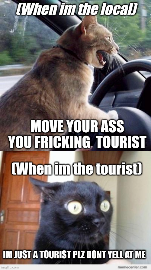 (Mod note: *cracks knuckles*) | (When im the local); Move your ass you fricking  tourist; (When im the tourist); Im just a tourist plz dont yell at me | image tagged in road rage cat,scared cat | made w/ Imgflip meme maker
