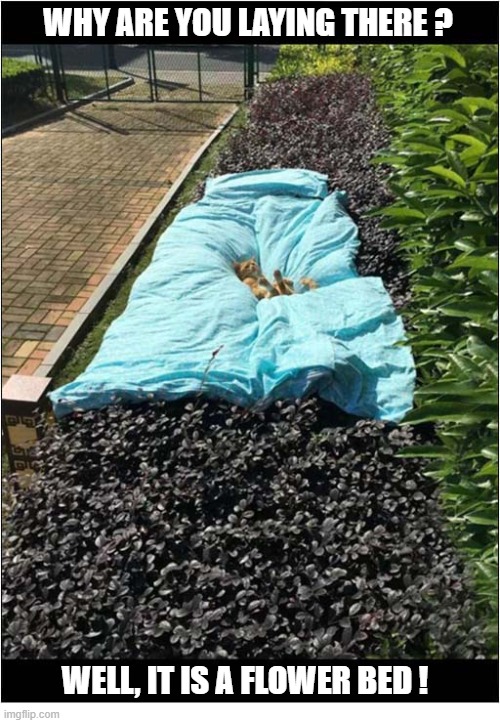 The Perfect Spot ! | Why Are you laying there ? well, it is a Flower Bed ! | image tagged in cats,perfect spot,flowers | made w/ Imgflip meme maker