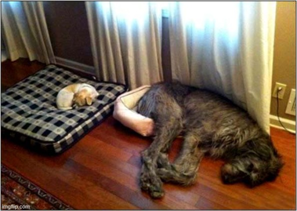 Something's Not Right ... | image tagged in dogs,beds,not right | made w/ Imgflip meme maker