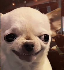 Evil Chihuahua Smiling Blank Meme Template