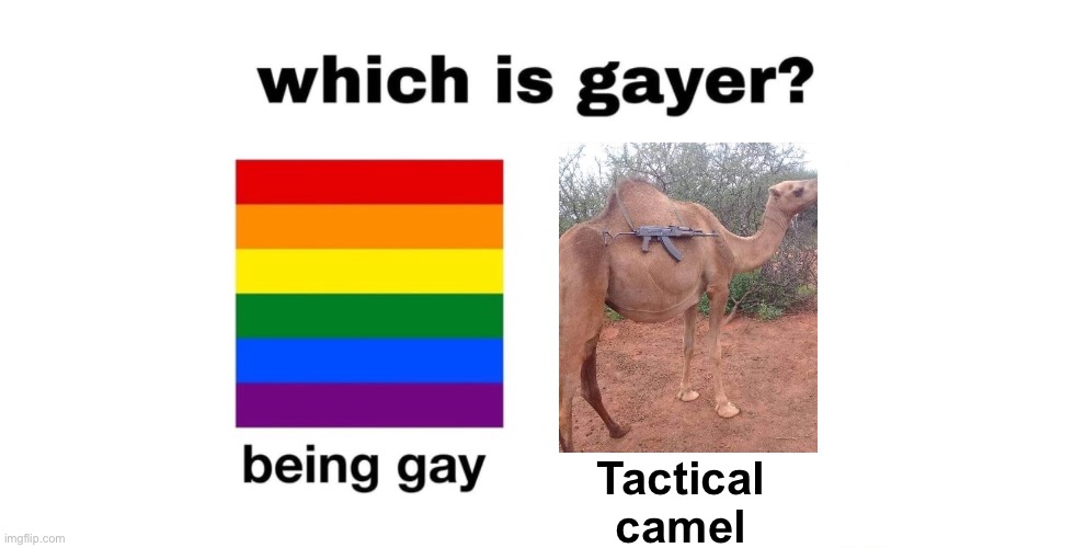 Which Is Gayer? | Tactical camel | image tagged in which is gayer | made w/ Imgflip meme maker