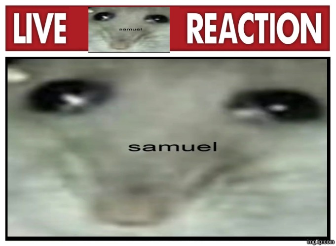 live reaction | image tagged in memes,hampter,live reaction,funny | made w/ Imgflip meme maker