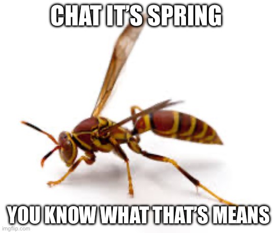 The opps are back | Chat it’s spring; You know what that’s means | image tagged in bugs,wasp,oh no | made w/ Imgflip meme maker