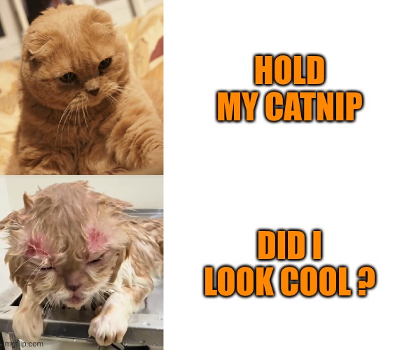 Cat: Confidence vs Consequences | Hold my catnip Did I look cool ? | image tagged in cat confidence vs consequences | made w/ Imgflip meme maker