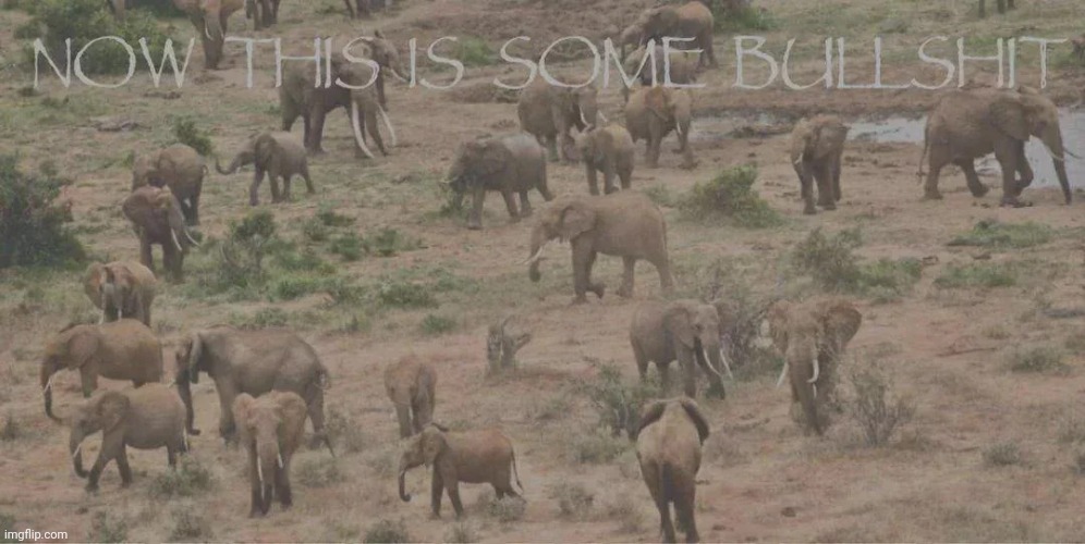 image tagged in now this is some bs | made w/ Imgflip meme maker