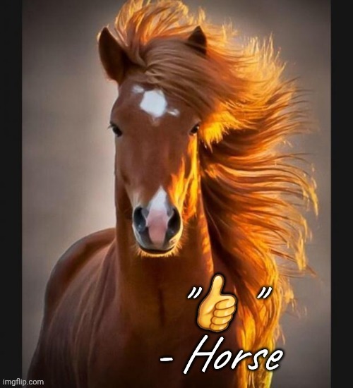 "Thumbs up" - Horse | image tagged in thumbs up - horse | made w/ Imgflip meme maker