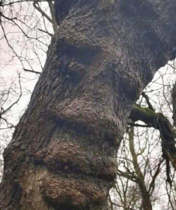 We Wuz Trees Blank Meme Template