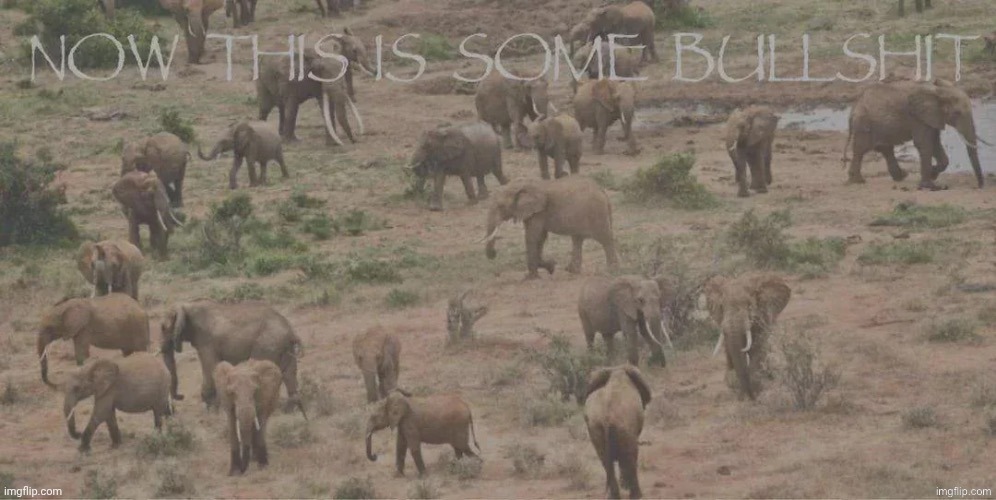 now this is some bullshit | image tagged in now this is some bullshit | made w/ Imgflip meme maker