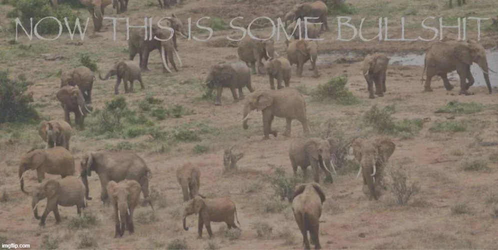 now this is some bs | image tagged in now this is some bs | made w/ Imgflip meme maker