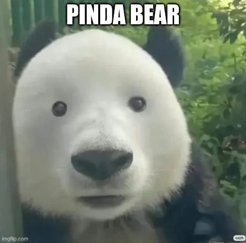 pinda bear | pinda bear | image tagged in cursed images | made w/ Imgflip meme maker