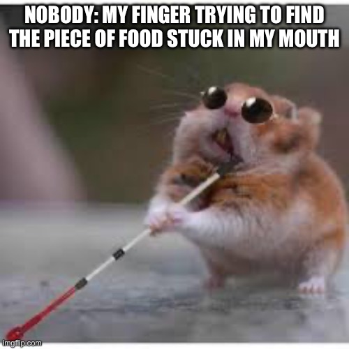 Blind Hamster | Nobody: my finger trying to find the piece of food stuck in my mouth | image tagged in blind hamster | made w/ Imgflip meme maker