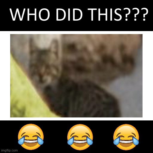 @raycat guy | made w/ Imgflip meme maker