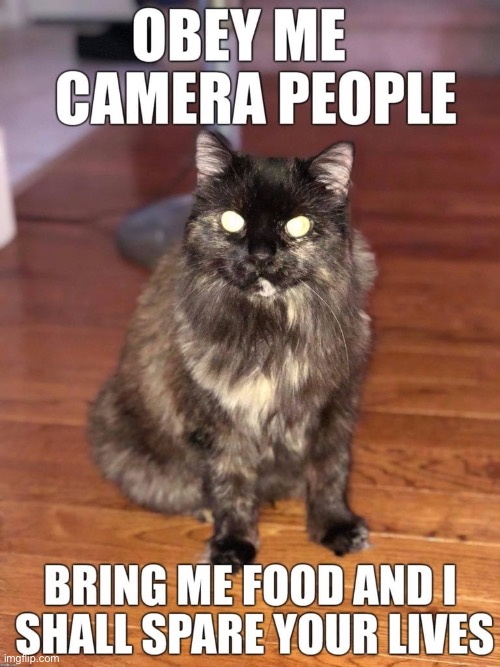 Obey Me Camera People | image tagged in cats,funny cats,obey,kill you cat,evil overlord rules,the boss | made w/ Imgflip meme maker