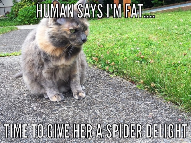 The Human Is Right | image tagged in cats,funny cats,fat ass,spiders,revenge,scumbag | made w/ Imgflip meme maker