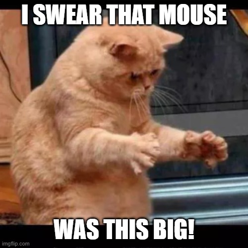 it was this big! | i swear that mouse; was this big! | image tagged in cat aliens,cat,cute,catfish | made w/ Imgflip meme maker