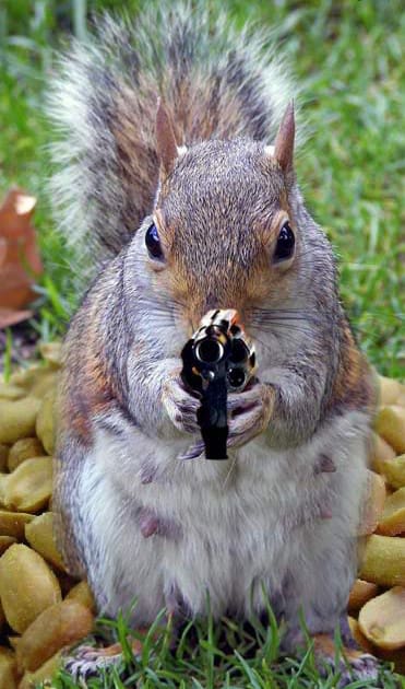 Squirrel with a gun Blank Meme Template