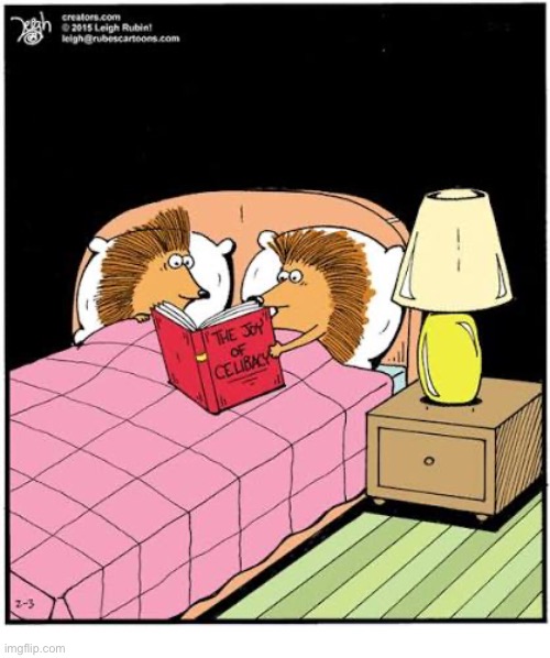 Rubes | image tagged in comics,rubes,porcupines,bed,book,celibacy | made w/ Imgflip meme maker