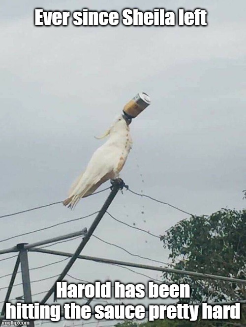 Bye Bye Birdie | Ever since Sheila left; Harold has been hitting the sauce pretty hard | image tagged in dating,breakup,bird,sad | made w/ Imgflip meme maker
