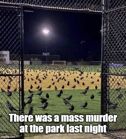 Mass Murder | There was a mass murder at the park last night | image tagged in crows,park,murder | made w/ Imgflip meme maker