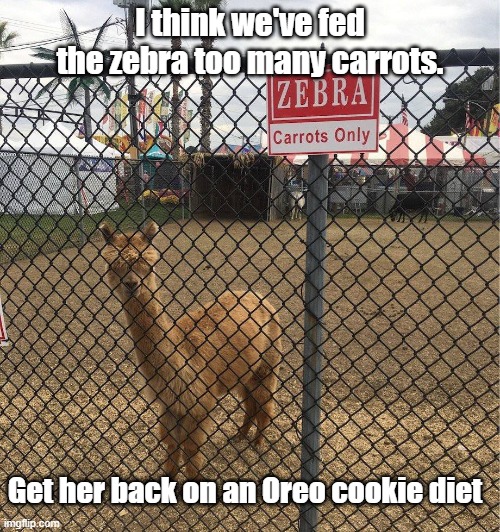 Rusty Zebra | I think we've fed the zebra too many carrots. Get her back on an Oreo cookie diet | image tagged in zebra,llama,carrots,food | made w/ Imgflip meme maker